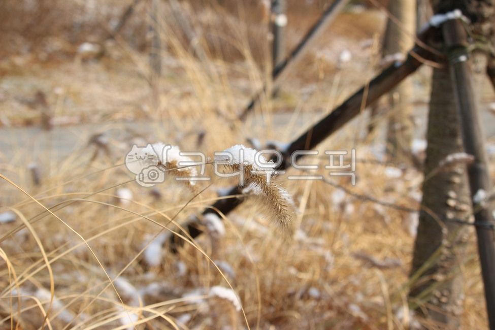 plant, 식물, 잔디, reed, 갈대, 사진,이미지,일러스트,캘리그라피 - 미스터배작가