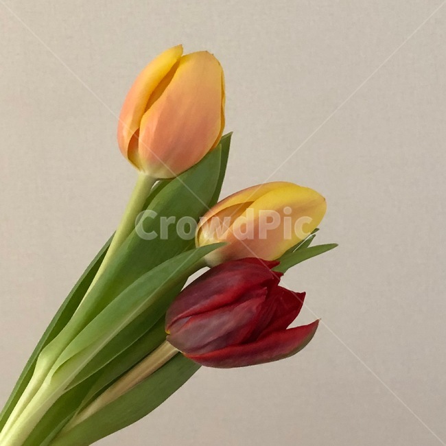 plant,flower,blossom,feeling,sensible,nature,식물,꽃,자연,색감,색깔,색채,시즌,감성사진,힐링,감성,배경,봄,미술,수채화,art,튤립,tulip,근접,꽃,flower
