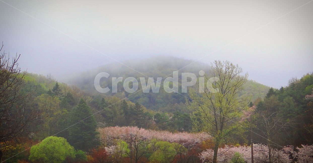 자연,산,숲,하늘,감성,나무,구름,안개,mountain,nature,forest,sky,emotion,cloud,tree,시골,country,자연,풍경,nature,landscape,한국자연풍경,한국자연경관,korea nature landscape,weather,날씨,outdoors,옥외