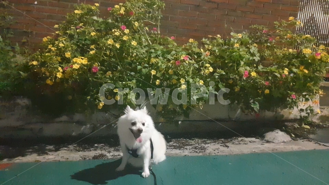 강아지,dog,꽃,flower,blossom,식물,plant,분꽃,mirabilisjalapa,벽돌,brick,길거리,street,동물,animal,포유류,mammal,개,강아지,dog,doggy