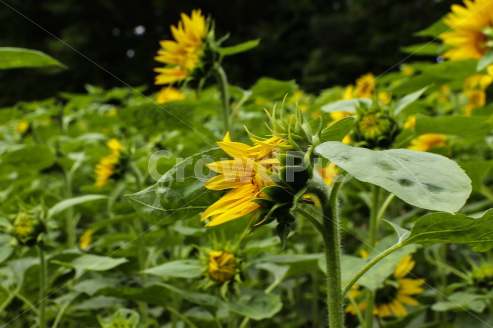 plant,식물,flower,꽃,blossom,식물,자연,plants,nature,꽃,flower