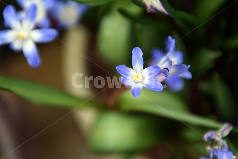 식물,꽃,감성사진,자연,flower,꽃사진,봄,봄꽃,계절,빗방울,비,감성,4월,spring,힐링,자연풍경,풍경,식물,자연,plants,nature,꽃,flower