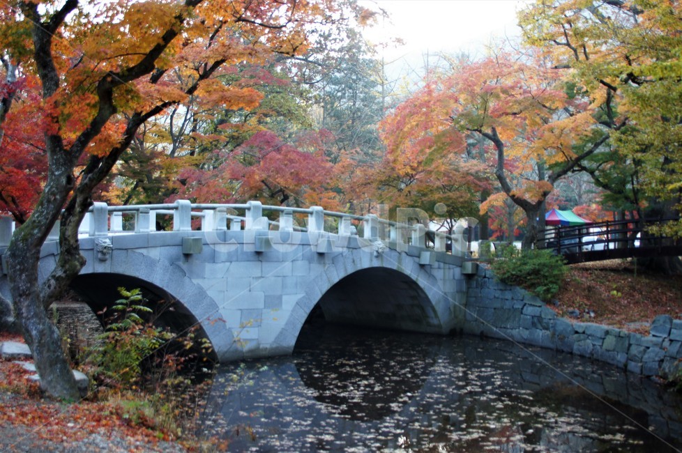 가을,단풍,나무,식물,자연,계곡물,그림자,자연풍경,감성,예쁨,아름다움,nature,autumn,trees,다리,하늘,가을,계절,fall,autumn,season,tree,plant,building,건물
