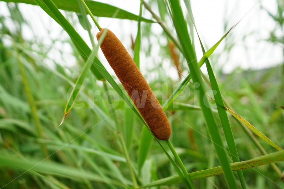 풀밭,식물,잎사귀,자연,갈대밭,여름,summer,녹색,그린,green,color,풍경,landscape,계절,season,식물,자연,plants,nature