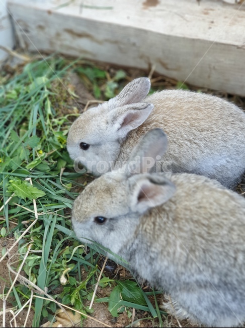 토끼,쌍둥이,식사,건초,애완토끼,부부