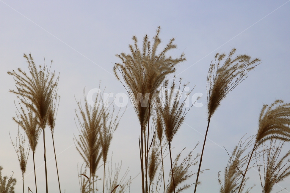 억새,풀,억새풀,식물,벼과,벼과식물,자연,풍경,두영,겨울,식물,자연,plants,nature