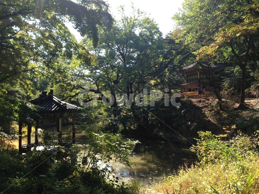 비밀의화원,비밀의정원,비밀정원,secretgarden,secret,forest,woods,nature,green,summer,spring,peace,tranquility,silence,meditation,relax,rest,walk,garden,숲,자연,초록,나무,풀,여름,봄,평화,고요함,명상,휴식,산책,걷기,정원,창덕궁,changdeokgung,해질녘,sunset,lake,호수,빛,정자,pavillion,trees,plants,자연,풍경,nature,landscape,한국자연풍경,한국자연경관,korea nature landscape,outdoors,옥외
