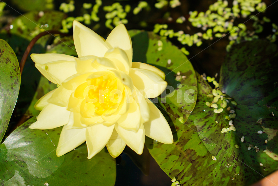 연꽃,노란연꽃,화분,식물,생화,flower,plant,Lotus,수련,Yellowlotus,nature,자연,연잎,꽃잎,yellowflower
