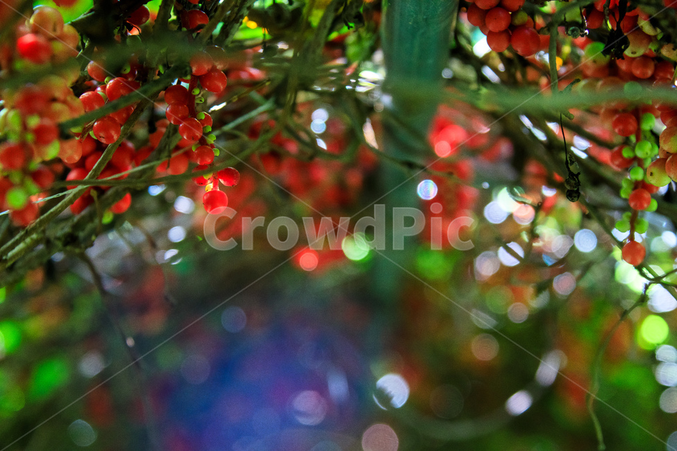 오미자,과일,열매,수확,농업,제철,식물,자연,plants,nature,과일,열매,fruit