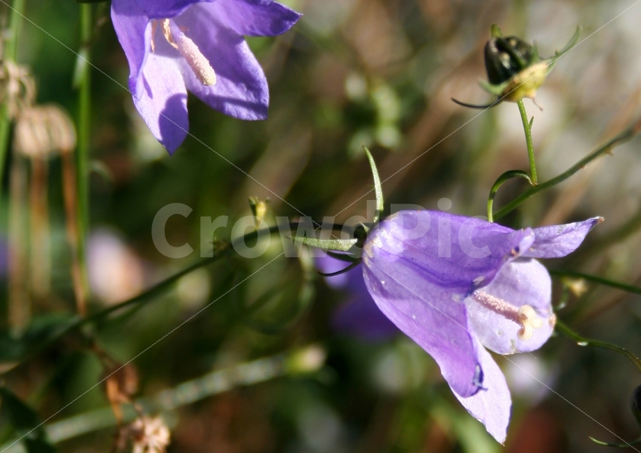 외국,꽃,식물,보라색,자연,가을,맑음,식물,자연,plants,nature,꽃,flower