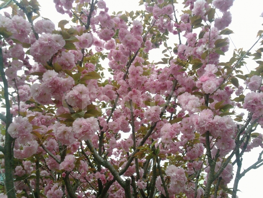 벛꽃,꽃,나무가지,분홍색,꽃잎,화단,왕벗꽃,계절,자연,봄,계절,spring,season,식물,자연,plants,nature,꽃,flower,plant,blossom