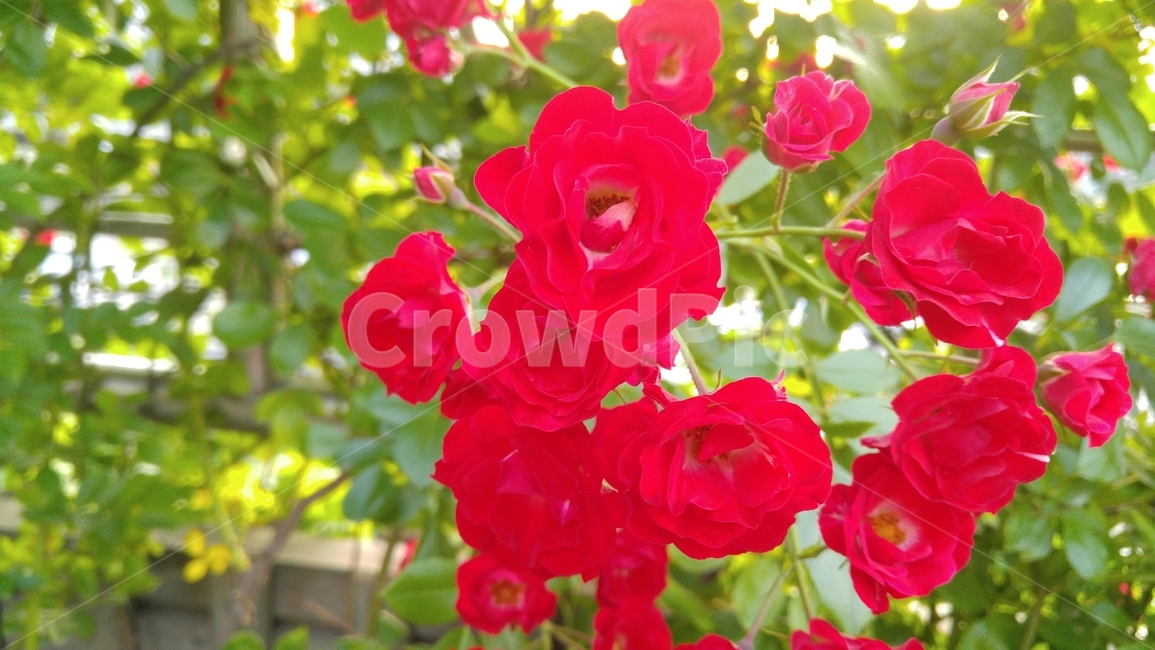 장미,붉은장미,꽃,붉은색,녹색,장미축제,식물,배경,감성,계절,사랑,rose,redroses,flower,red,green,rosefestival,flants,background,emotional,season,love