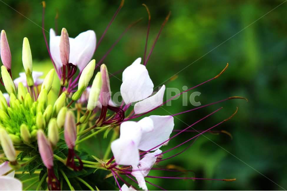 꽃,공원,플라워,아름다움,화원,식물,자연,plants,nature,꽃,flower