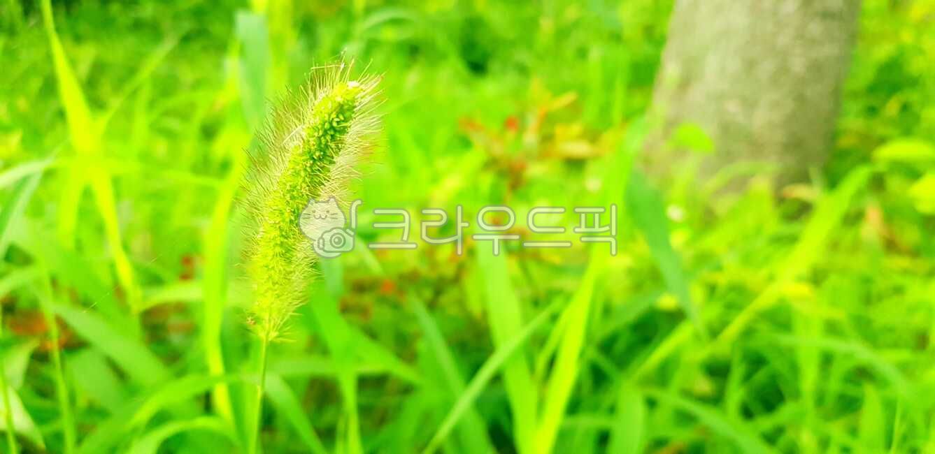 plant, 식물, 강아지풀, 잡초, green, 사진,이미지,일러스트,캘리그라피 - BARU작가