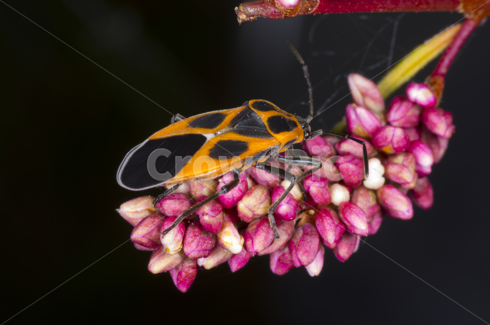 노린재,십자무늬긴노린재,곤충,여름,여뀌,여뀌꽃,꽃,자연,계절,가을곤충,여름곤충,가을,곤충,벌레,insect,bug