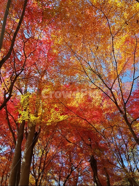 단풍,단풍나무,가을,가을풍경,가을단풍,10월,11월,빨강,노랑,가을숲,autumn,fall,maple,leaves,red,yellow,redleaves,yellowleaves,october,november,forest
