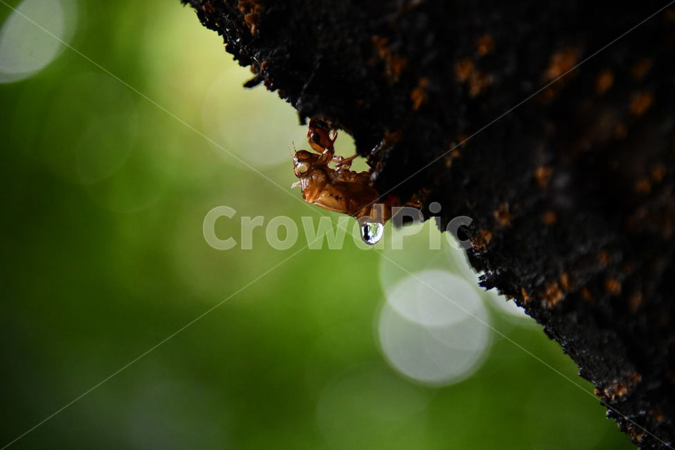 나무,물방울,매미,보케,초록,곤충,벌레,insect,bug,droplet,작은 물방울
