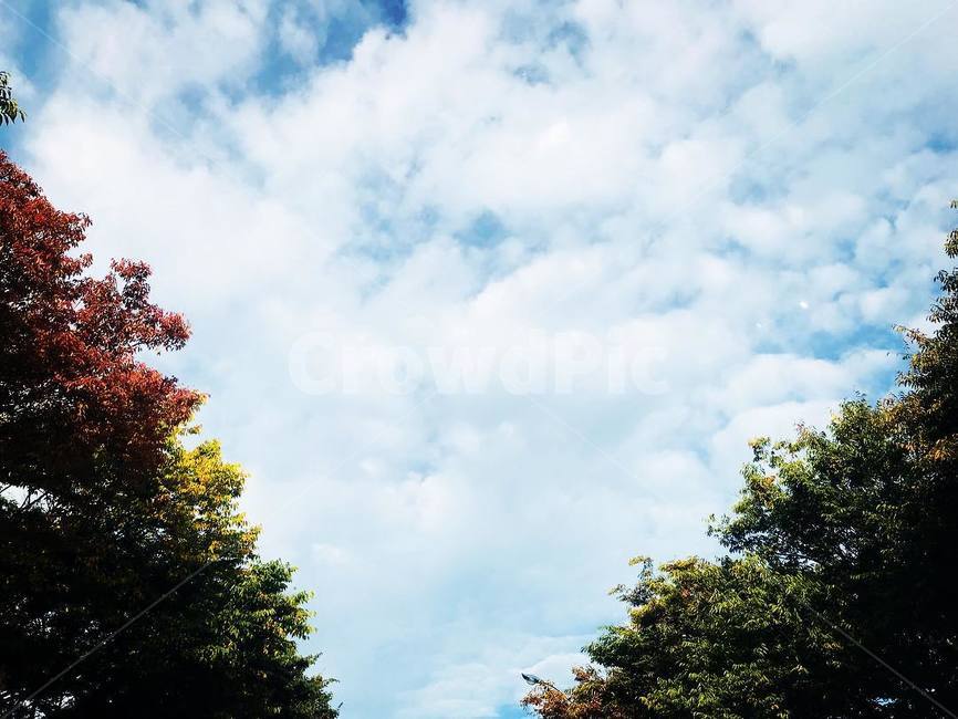 tree,나무,하늘,맑음,가을