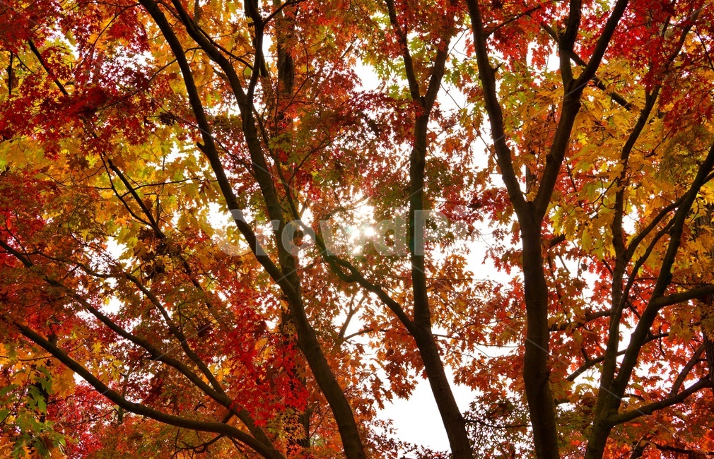 가을,단풍나무,나뭇잎,단풍잎,단풍,plant,maple,식물,leaf,잎,tree,나무