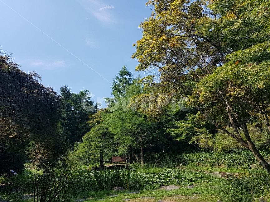 녹색,식물,나무,tree,plant,자연,풍경,nature,landscape