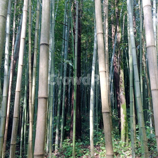대나무,숲,나무,자연,산,woods,bamboo,tree,nature,mountain
