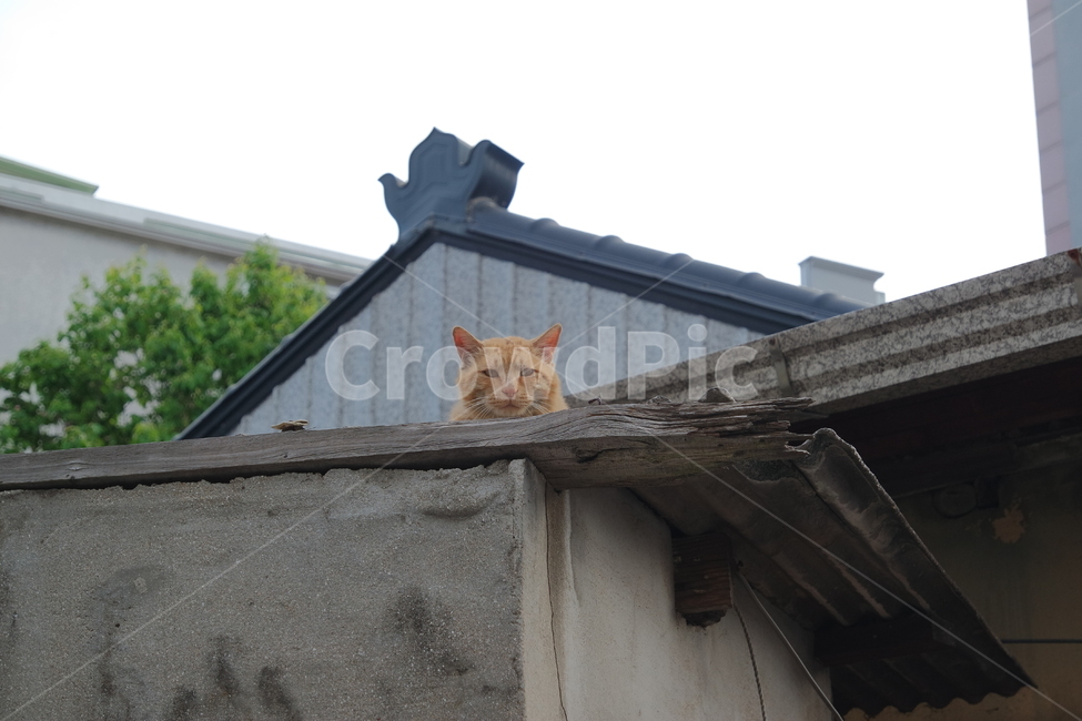 고양이,길고양이,노란색,아이컨택,나옹이,cat,동물,animal,포유류,mammal,고양이,cat,kitten,kitty