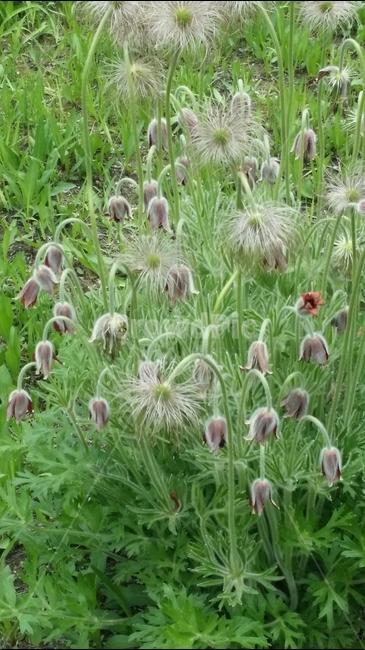 자연,할미꽃,식물,꽃,분홍할미꽃,자연풍경,식물,자연,plants,nature,꽃,flower