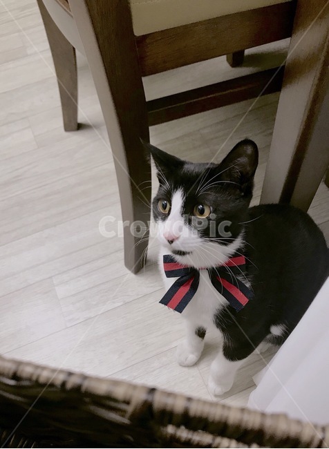 고양이,반려묘,반려동물,애완동물,포유류,동물,리본,집고양이,cat,pet,animal,mammal,동물,animal,포유류,mammal,고양이,cat,kitten,kitty