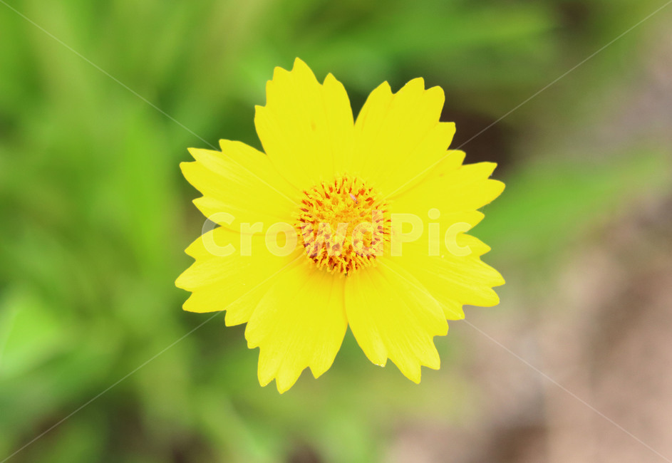 꽃,여름꽃,노란꽃,자연,들꽃,plant,식물,flower,데이지,blossom,daisy