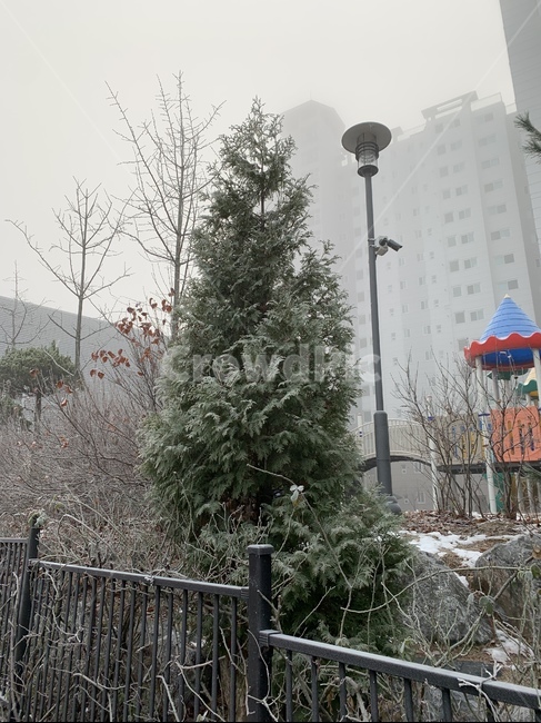 눈,나무,하얀나무,안개낀날,눈쌓인나무,눈온날