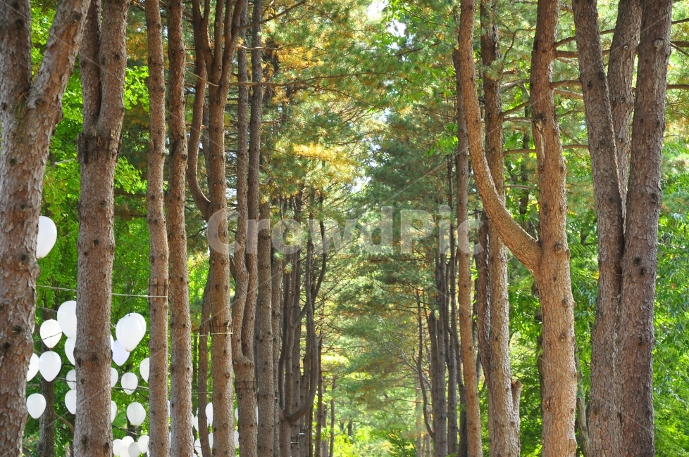 남이섬,숲,나무,가로수,조명,자연,풍경,island,forrest,trees,streettrees,lamp,nature,landscape,자연,풍경,nature,landscape,한국자연풍경,한국자연경관,korea nature landscape,식물,plants,나무,trees,wood,tree,plant,vegetation,초목