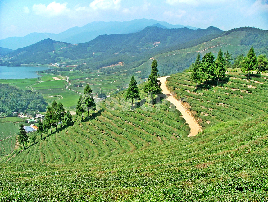 녹차밭,녹차,차,보성,전남,자연,차밭,자연,풍경,nature,landscape,한국자연풍경,한국자연경관,korea nature landscape,outdoors,옥외