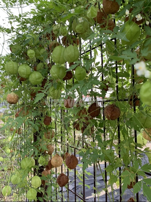 plant,식물,자연,가을,정원,잎