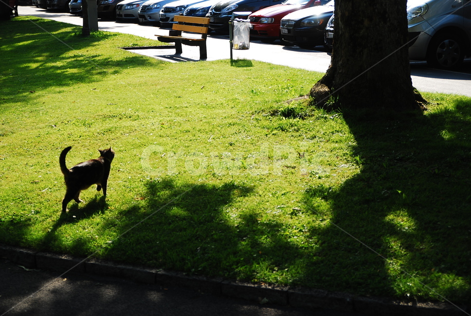 switzerland,plant,park,공원,고양이