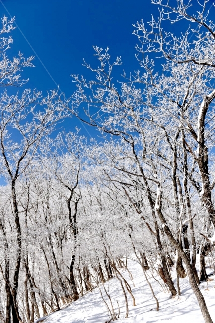 겨울산,겨울풍경,눈,설산,설경,겨울,계절,winter,season,자연,풍경,nature,landscape,식물,plants,나무,trees,wood,outdoors,옥외