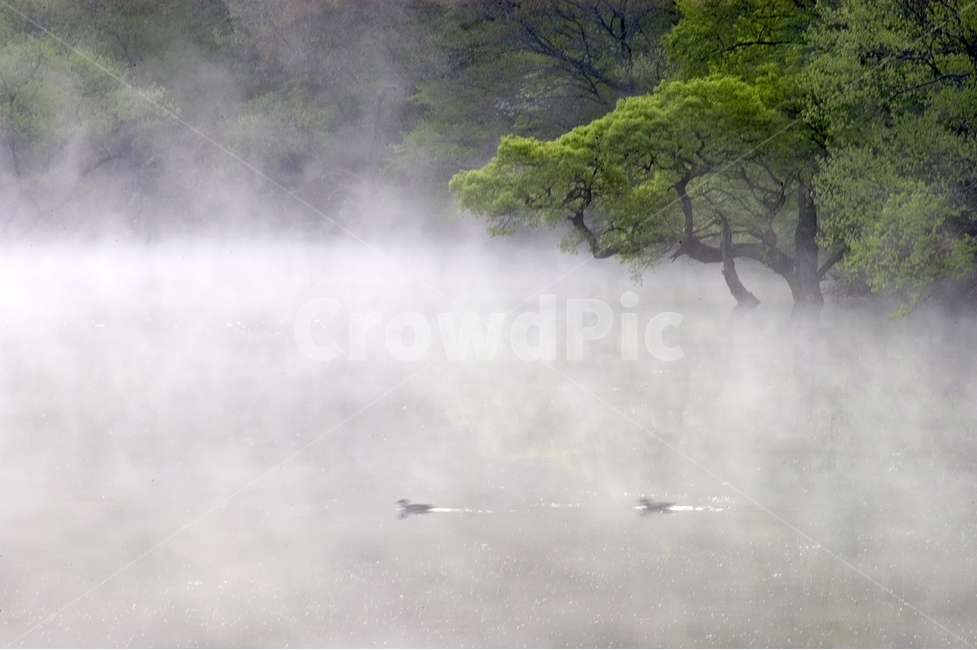 자연,주왕산,주산지,물안개,버드나무,자연,풍경,nature,landscape,한국자연풍경,한국자연경관,korea nature landscape,weather,날씨,outdoors,옥외,fog,안개