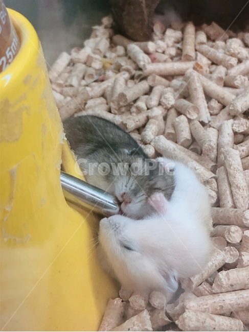 햄스터,웃김,반려동물,애정,쥐,동물