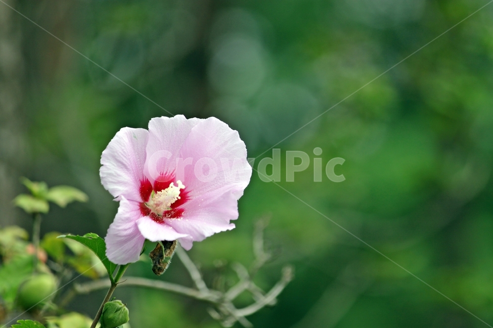 대한민국국화,무궁화,꽃,식물,작물,plant,flower,nature,자연,beauty,분홍색,감성,식물,자연,plants,nature,꽃,flower