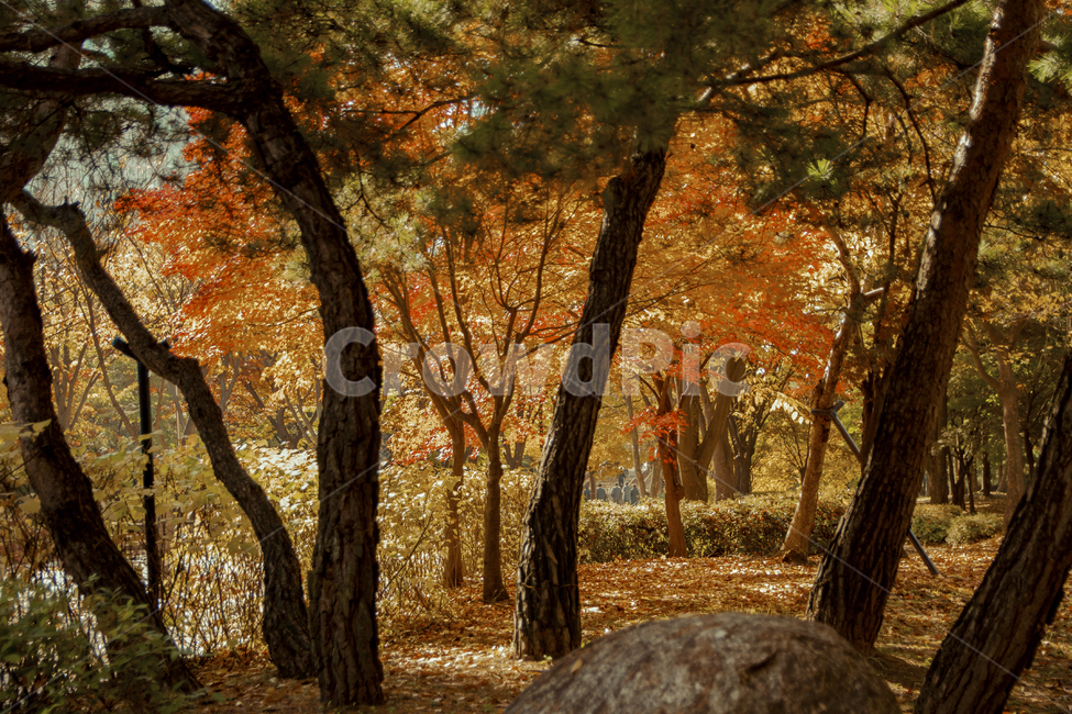 낙엽,가을,풍경,단풍나무,가을절정,절정,따스한,따듯함,가을,계절,fall,autumn,season,tree,나무,plant,식물,tree trunk,나무 줄기