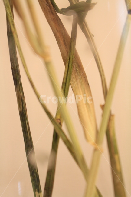 드라이플라워,꽃,줄기,노랑,접사,감성,식물,자연,plants,nature