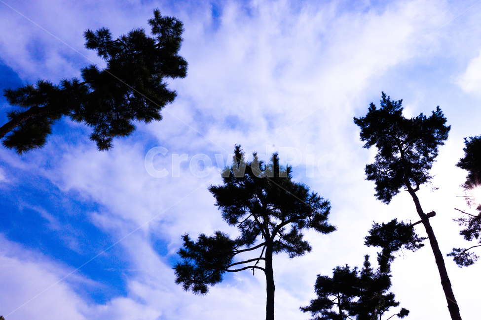 tree,나무,plant,식물,silhouette,실루엣,식물,자연,plants,nature,나무,trees,wood
