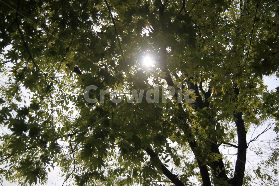 햇살,나무,햇빛,눈부심,하늘,sky