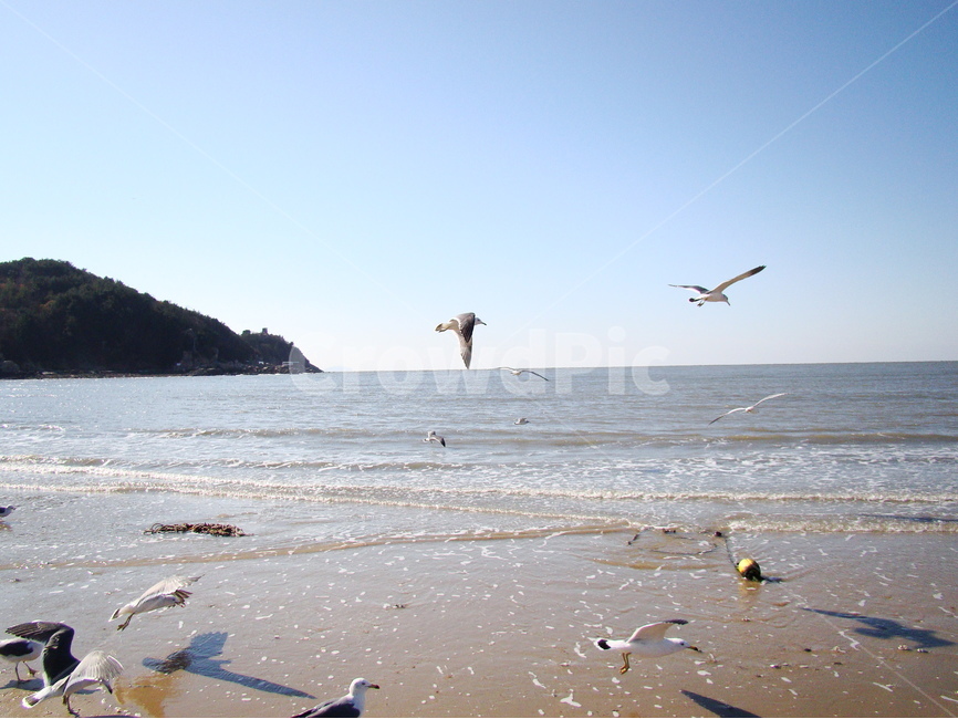 바다,갈매기,정동진,파도,겨울바다,하늘,섬,sea,해변,겨울,배경,배경화면,자연,풍경,nature,landscape,한국자연풍경,한국자연경관,korea nature landscape,해변,바다,beach,sea,동물,animal,조류,새,birds,bird
