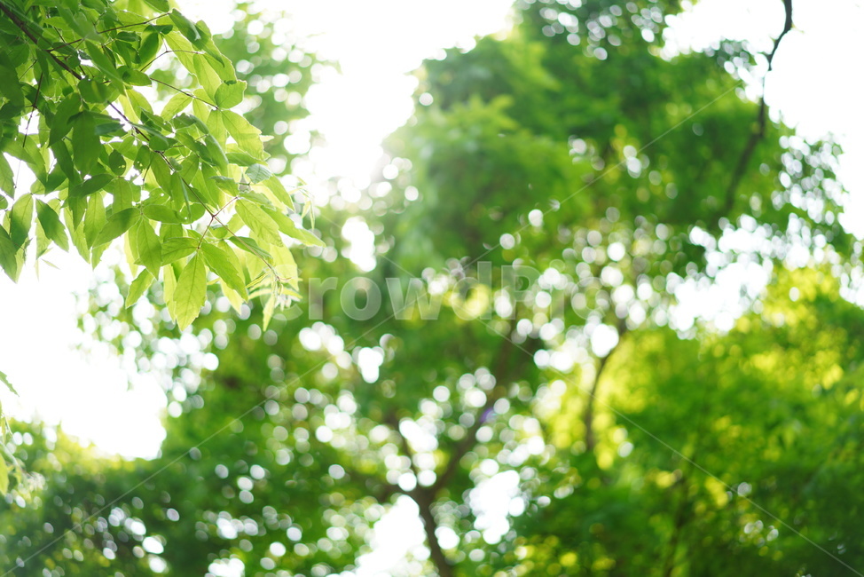 숲,녹색,나무,그린,잎,자연,식물,빛,green,생물,생명
