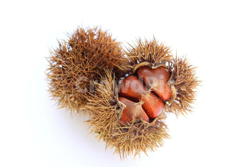 autumn,brown,bur,burr,chestnut,chestnutbur,closeup,fall,food,fruit,macro,natural,nature,nut,plant,seed,sharp,spike,갈색,브라운,밤송이,밤,클로즈업,가을,열매,음식,자연,식물,뾰족한,가시,가을,계절,fall,autumn,season,음식,식재료,요리,food,cook,meal,dishes,food reserves,과일,열매,fruit,누끼,remove background