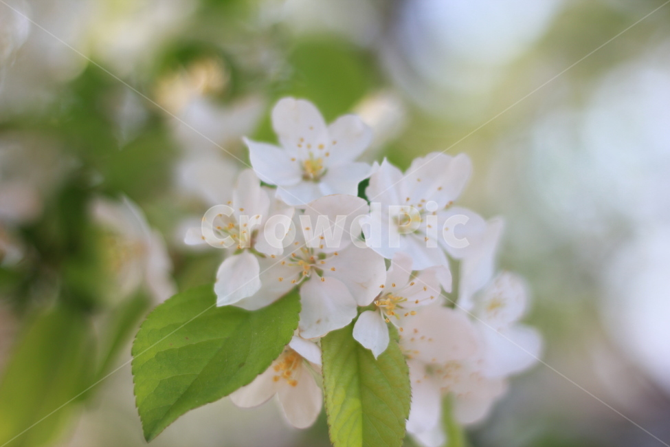 벚꽃,꽃,봄,꽃놀이,봄나들이,봄,계절,spring,season,식물,자연,plants,nature,꽃,flower,plant