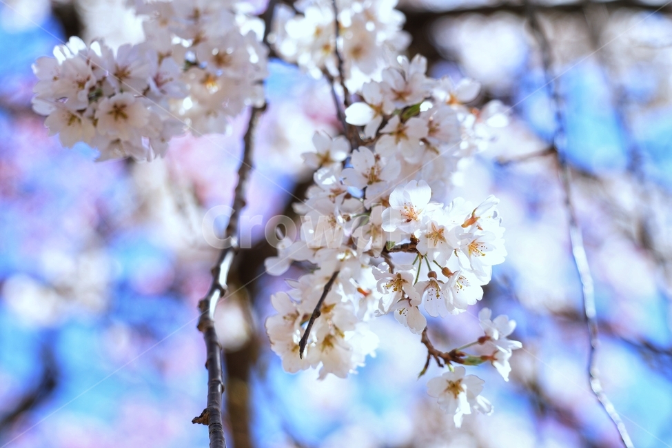 나무,벚나무,벚꽃,봄,꽃,spring,따뜻함,flower,tree,plant,봄,계절,spring,season,식물,자연,plants,nature,꽃,flower,blossom