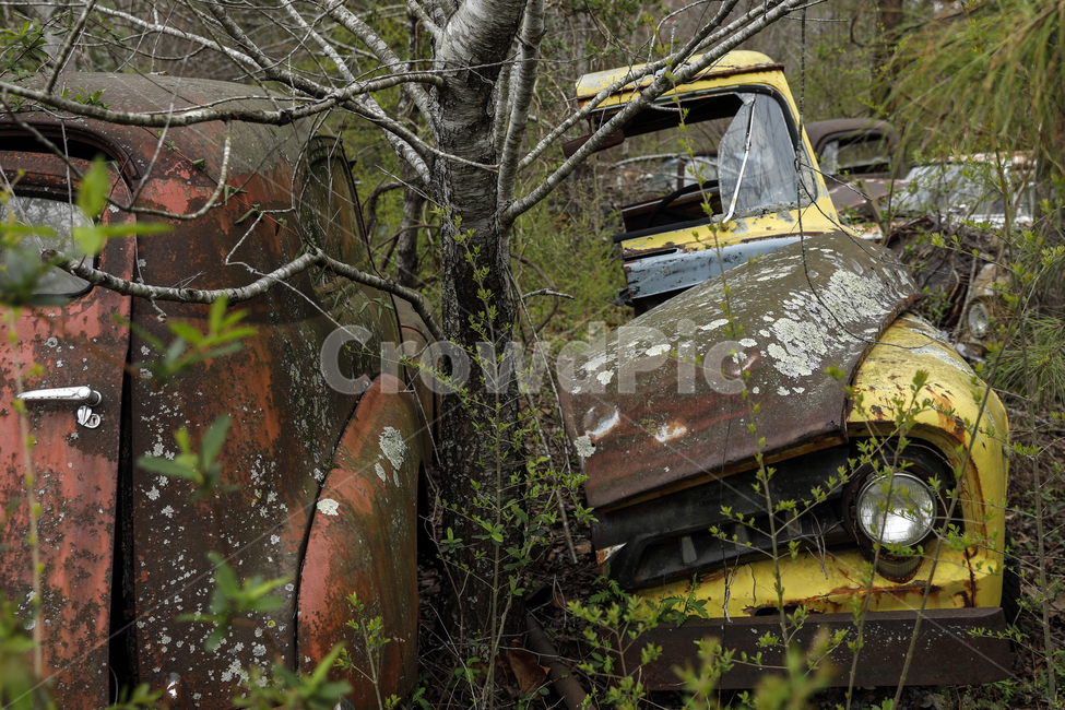 rust,녹,뿌리,나무,자동차,환경,오래된,빈티지사진,빈티지느낌,빈티지감성,vintage