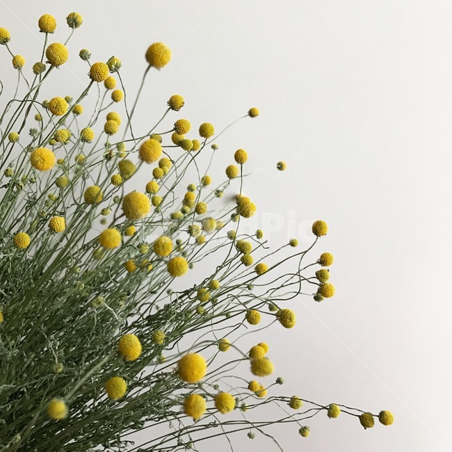 꽃,봄,예쁜꽃,파인애플세이지,귀여운꽃,flower