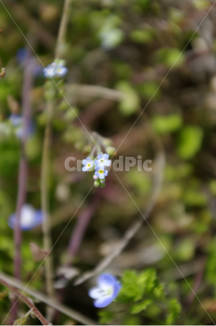 들꽃,꽃,flower,계절,봄,spring,식물,자연,plants,nature,꽃,flower